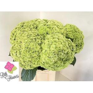 HYDR M ROY HIGHNE CL