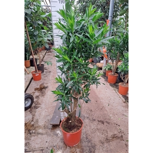 Dracaena Reflexa Pleomele 180