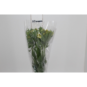 ALSTROEMERIA FLORIDA 080 CM