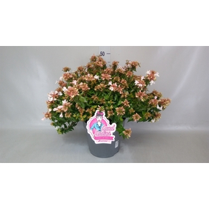 Abelia   ...