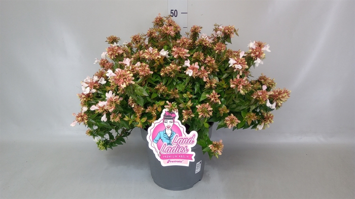 <h4>Abelia   ...</h4>