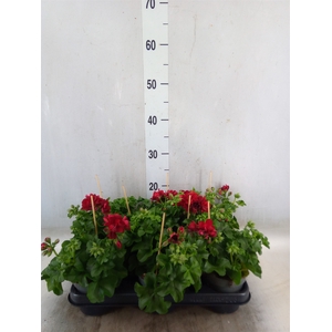 Pelargonium pelt.   ...
