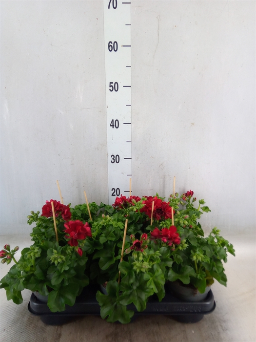 <h4>Pelargonium pelt.   ...</h4>