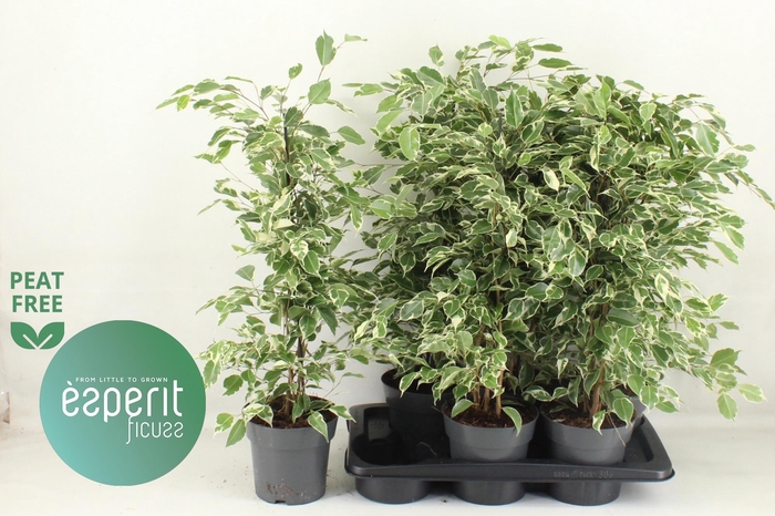 <h4>FIC BE TWILIGHT</h4>