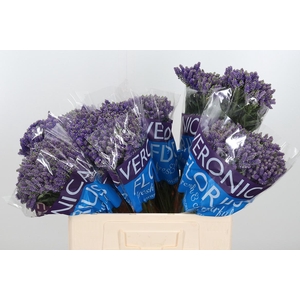 Veron Smart Fountain Spray