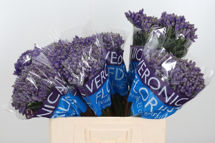 <h4>Veron Smart Fountain Spray</h4>