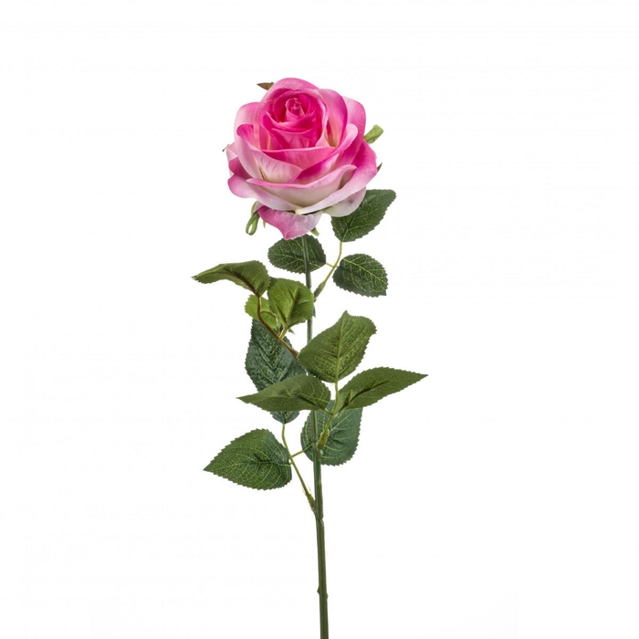 <h4>Rosa 65cm</h4>