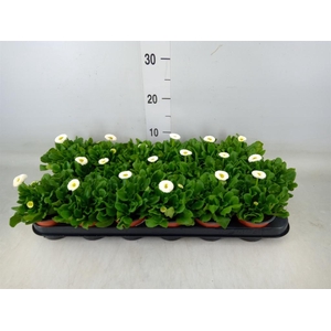 Bellis perennis 'Rusher White'