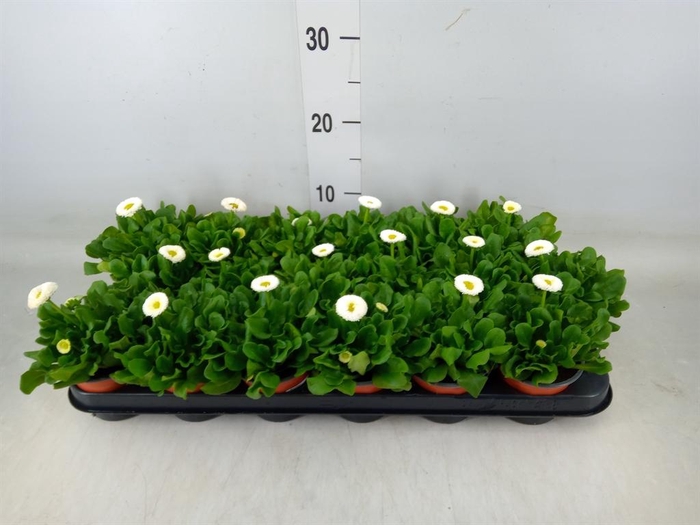 <h4>Bellis perennis 'Rusher White'</h4>