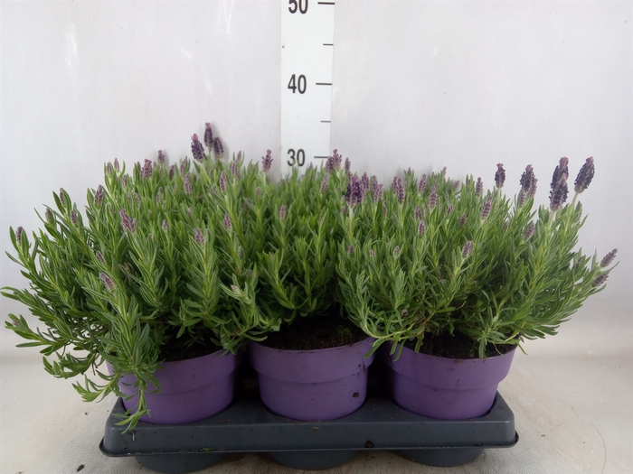 <h4>Lavandula stoec. 'Anouk'</h4>