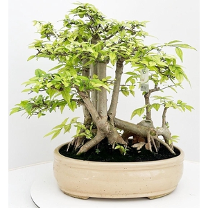 Wrigthia religiosa, pot 37 cm, height 50cm. with driptray. (single item)