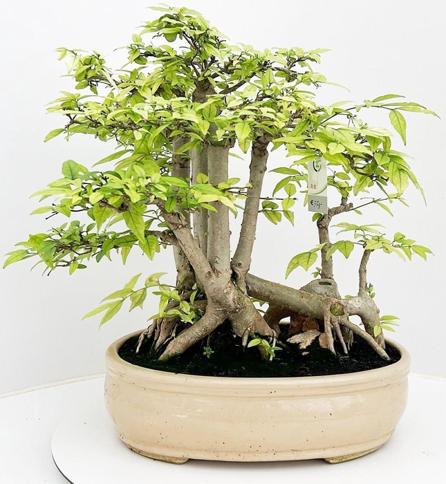 <h4>Wrigthia religiosa, pot 37 cm, height 50cm. with driptray. (single item)</h4>