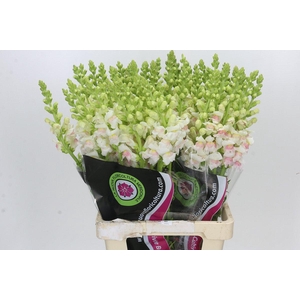 Antirrhinum Maryland Plumblossom