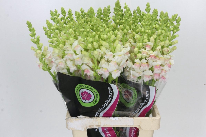 <h4>Antirrhinum Maryland Plumblossom</h4>