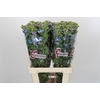 Oxypetalum Tweedia Blue