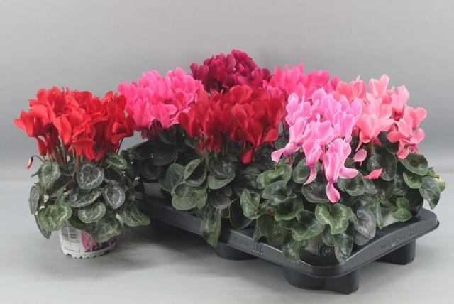 <h4>CYCL GR SUP XL</h4>