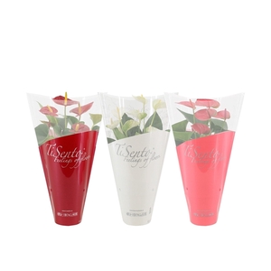 Anthurium 4 color mix in Tisento sleeve