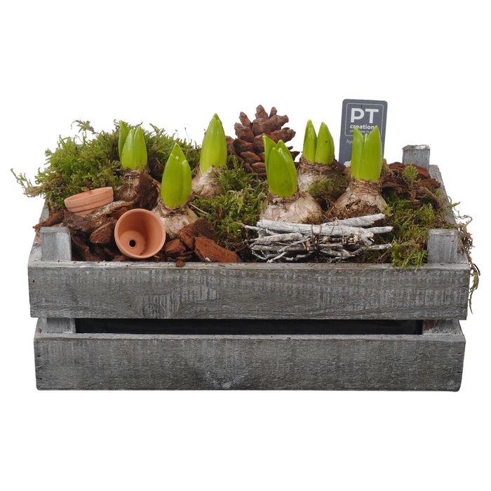 <h4>Arr.  Hyacinthus H%</h4>