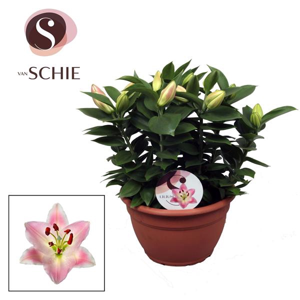 <h4>Lilium Or. Souvenir Schaal 9pp</h4>