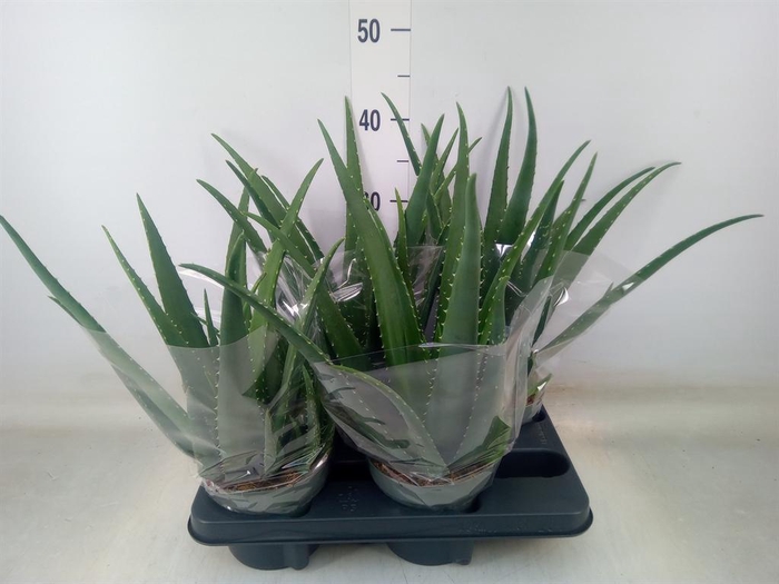 <h4>Aloe vera</h4>