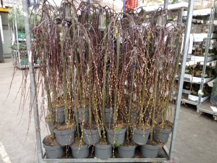 <h4>Salix caprea 'Kilmarnock'</h4>