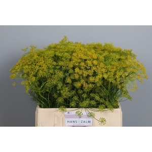 ANETHUM GRAVEOLENS ANET GRAVEOLENS