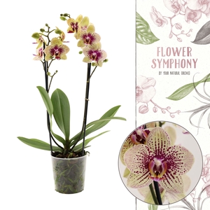 Phalaenopsis   ...mix