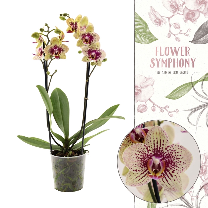 <h4>Phalaenopsis   ...mix</h4>