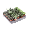 Haworthia Margaritifera gemengd in tray AL5004