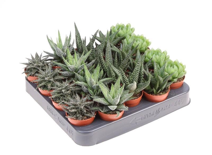 Haworthia Margaritifera gemengd in tray AL5004