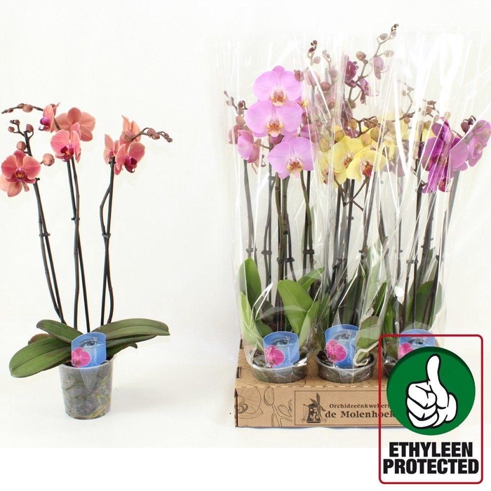 <h4>PHAL GEM 4 KL</h4>