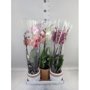 Phalaenopsis   ...mix