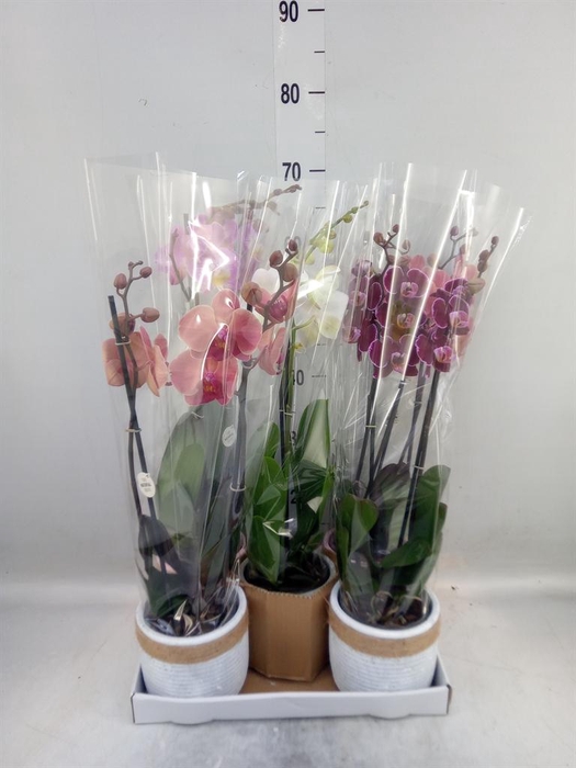 <h4>Phalaenopsis   ...mix</h4>