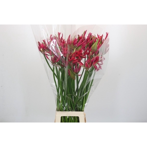 Nerine Pearl of Cherry