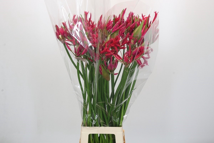 <h4>Nerine Pearl of Cherry</h4>
