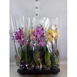 Phalaenopsis   ...mix