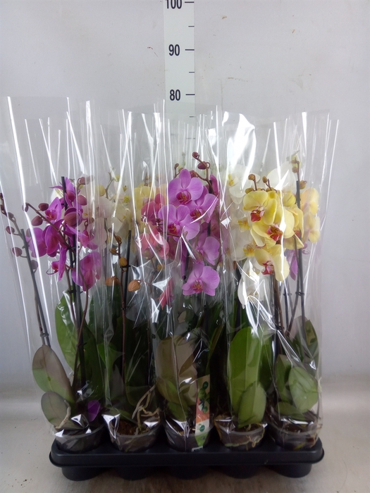 <h4>Phalaenopsis   ...mix</h4>