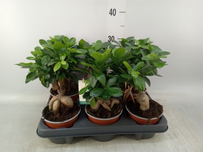 <h4>Ficus microcarpa 'Ginseng'</h4>