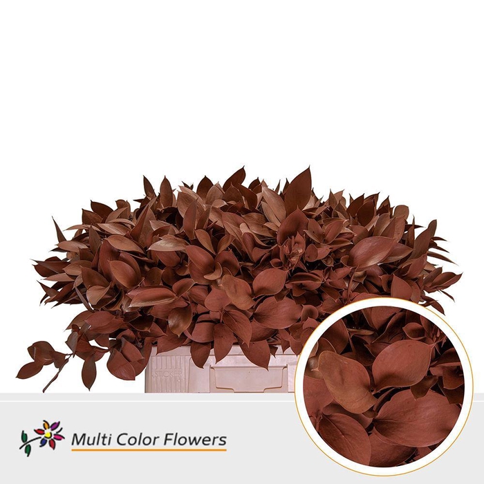 <h4>Ruscus   ...colored H%</h4>