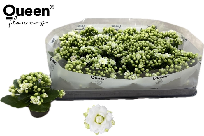 <h4>KAL GE RF GRETA</h4>