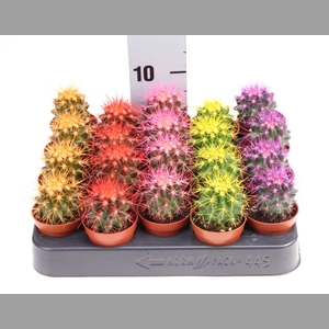 Echinocactus grusonii