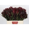 Leucadendron Saf Sunset Dark R.