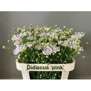 SNIJBLOEMEN OV