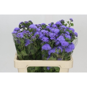 AGER H BLUE PLANET