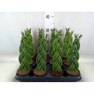 Sansevieria cyl.  ...