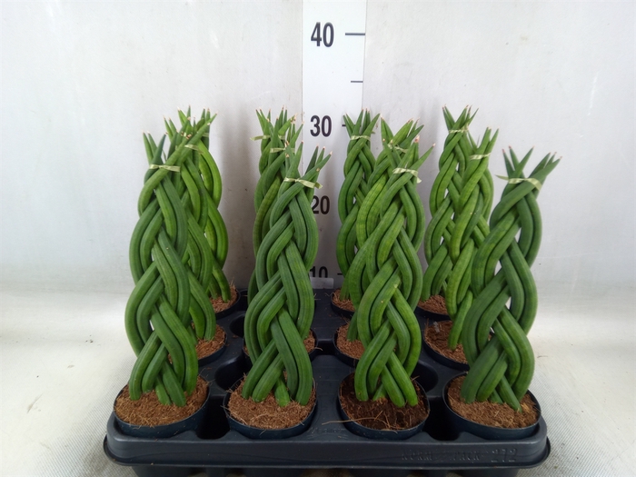 <h4>Sansevieria cyl.  ...</h4>