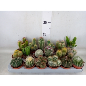 Cactus   ...mix