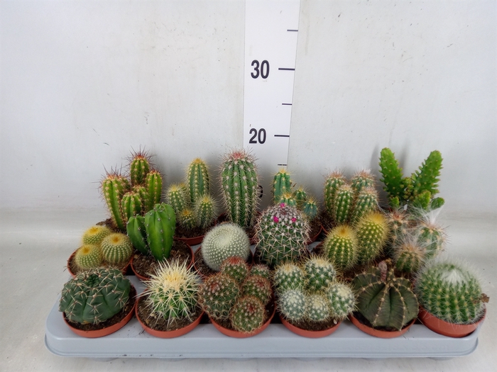 <h4>Cactus   ...mix</h4>