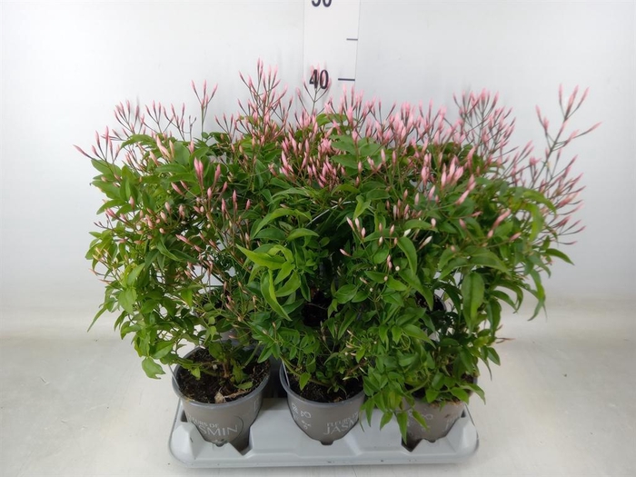 <h4>Jasminum polyanthum</h4>