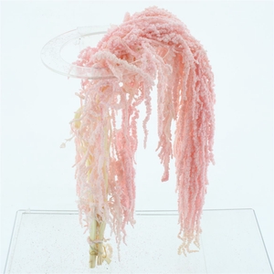 Dried Amaranthus Bleached Light Pink